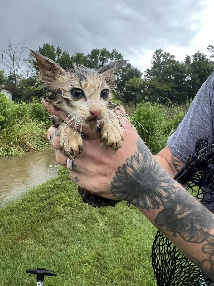 Kitten’s wild rescue in a Mississippi marsh