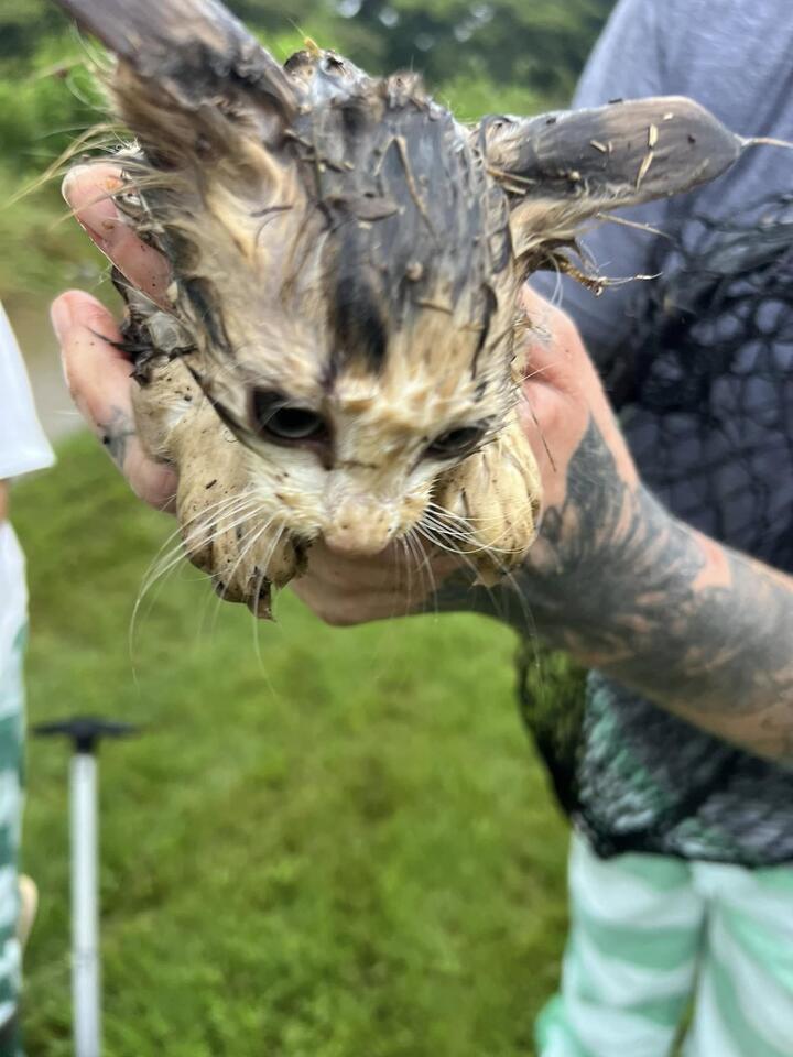 Kitten’s wild rescue in a Mississippi marsh
