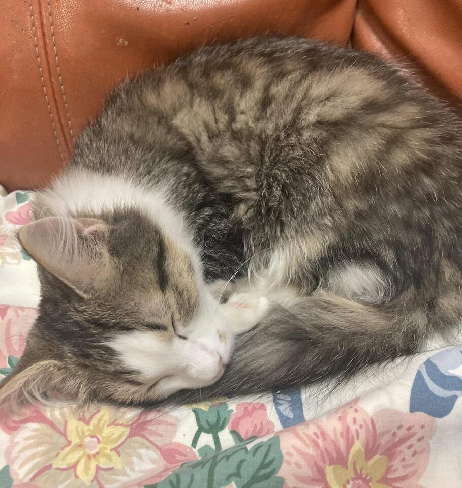 Kitten’s wild rescue in a Mississippi marsh