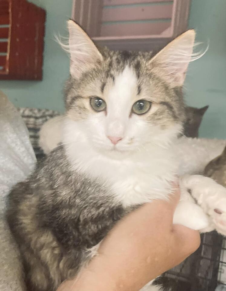 Kitten’s wild rescue in a Mississippi marsh