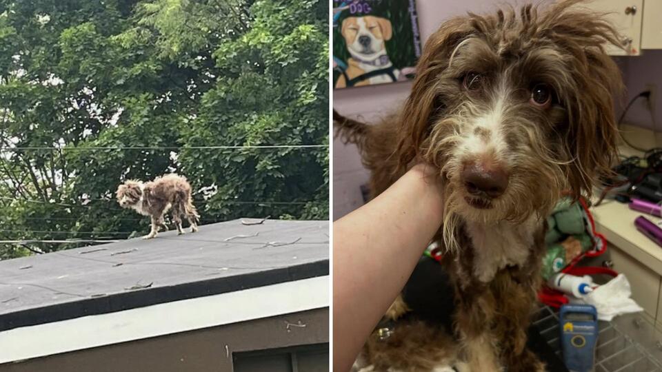 New Jersey pup’s rooftop rescue sparks hope