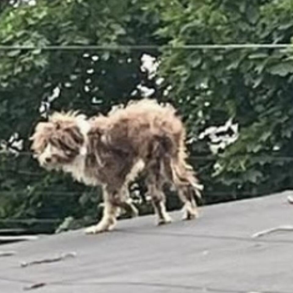 New Jersey pup’s rooftop rescue sparks hope