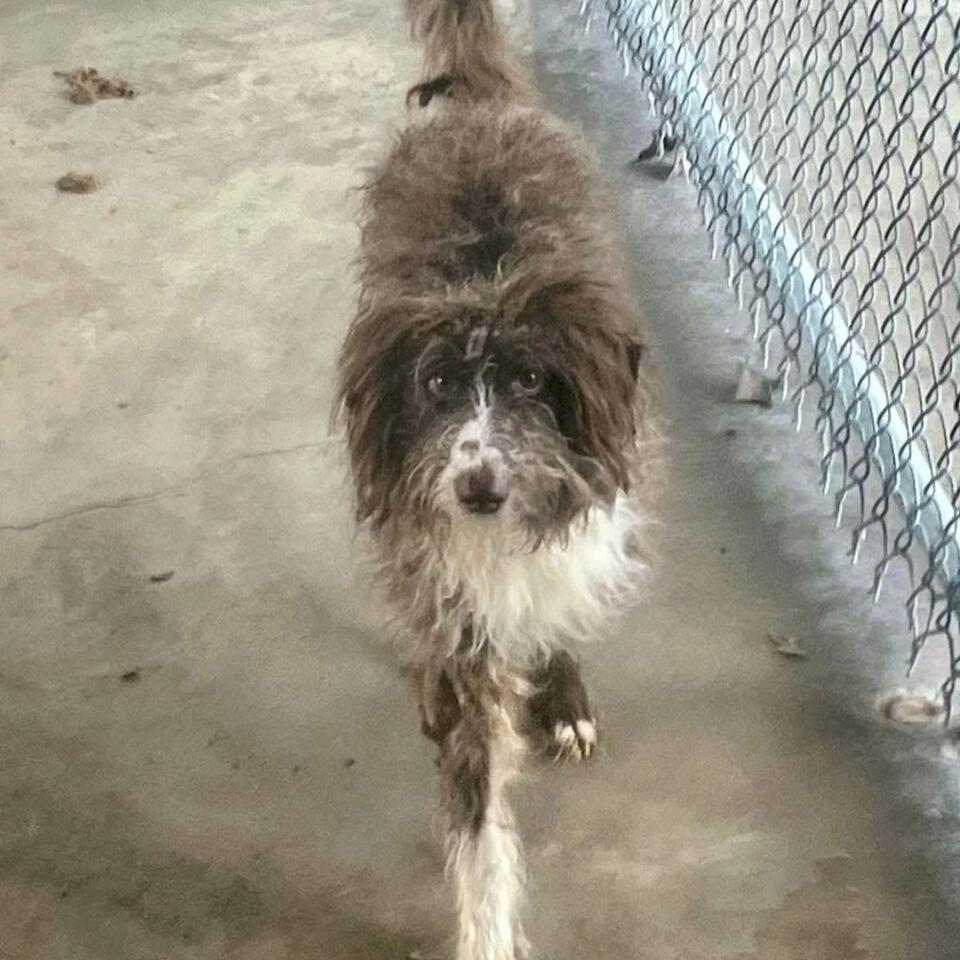 New Jersey pup’s rooftop rescue sparks hope