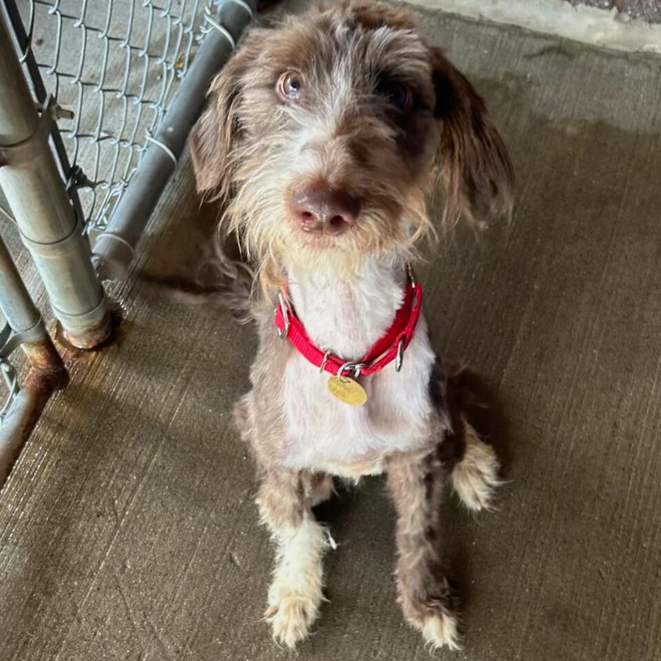New Jersey pup’s rooftop rescue sparks hope