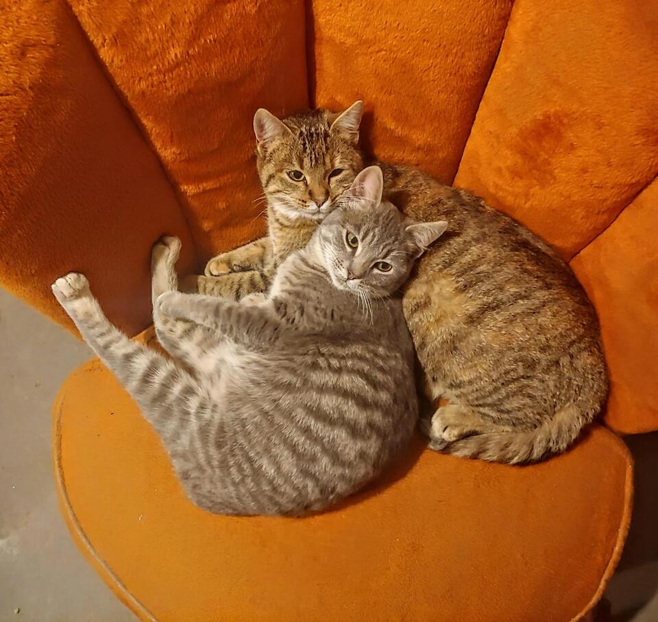 Cat Routine: Are You Their Favorite Human?
