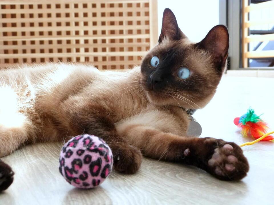 Cat Routine: Are You Their Favorite Human?