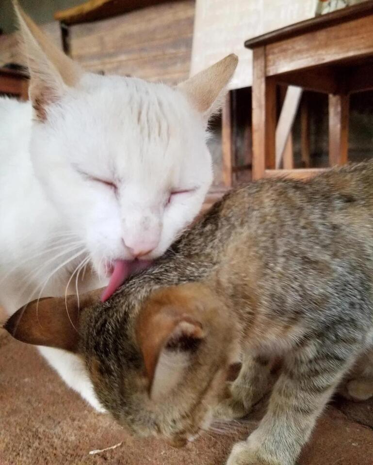Cat Routine: Are You Their Favorite Human?