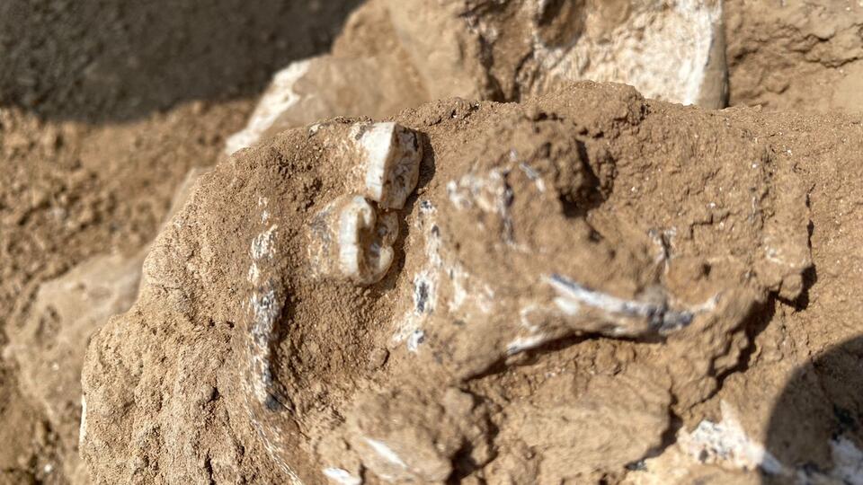 Ancient Jawbone Shakes Up Human History