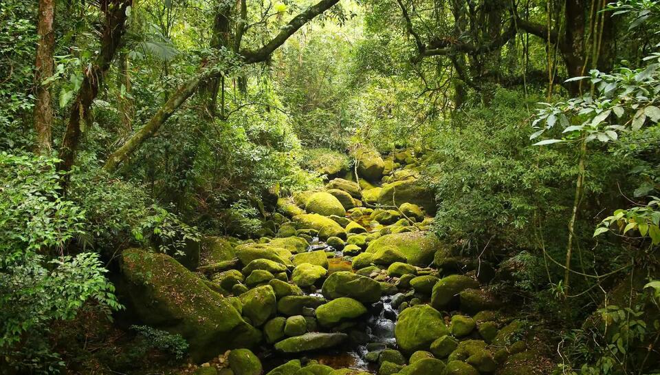 Tropical insects are vanishing—yikes!