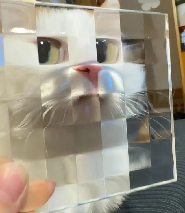 LOL cat is behind my mosaic decor piece