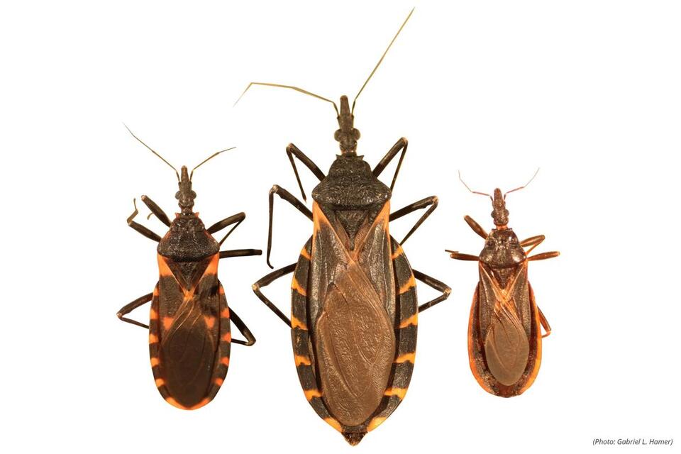 This Bug’s ‘Kiss’ Could Break Your Heart
