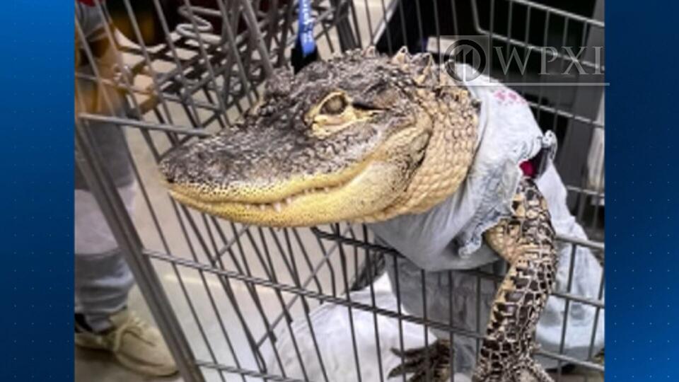 Alligator in a Walmart cart? Only in West Brownsville!