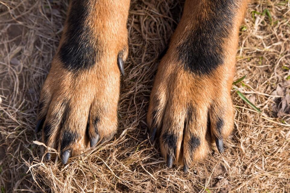 This Rare Golden-Berner Mix Is a Fluffy Dream