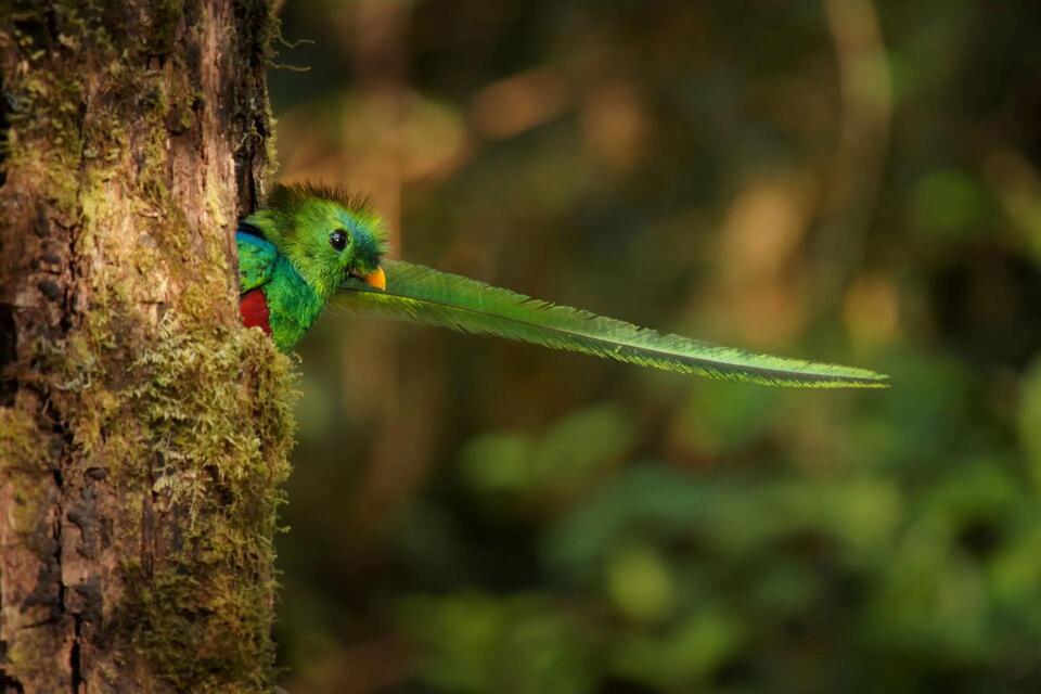 Birds Are Disappearing—Here’s Why It’s Scary