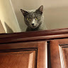 Just Looking