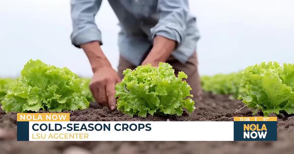 Cool-season crops to refresh your garden