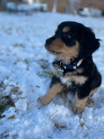 This Rare Golden-Berner Mix Is a Fluffy Dream
