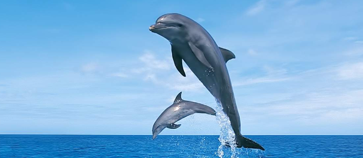 Dolphin disease jumps to humans in Oʻahu