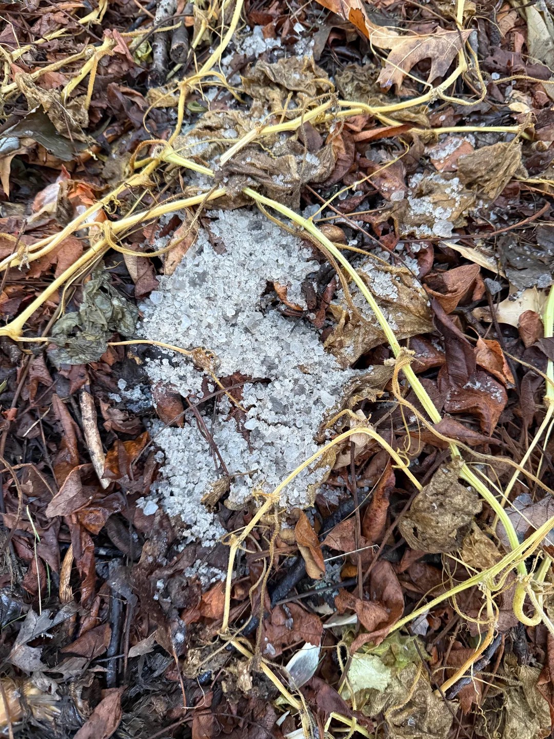 I don't know why my neighbor just threw road salt on my compost 😮‍💨