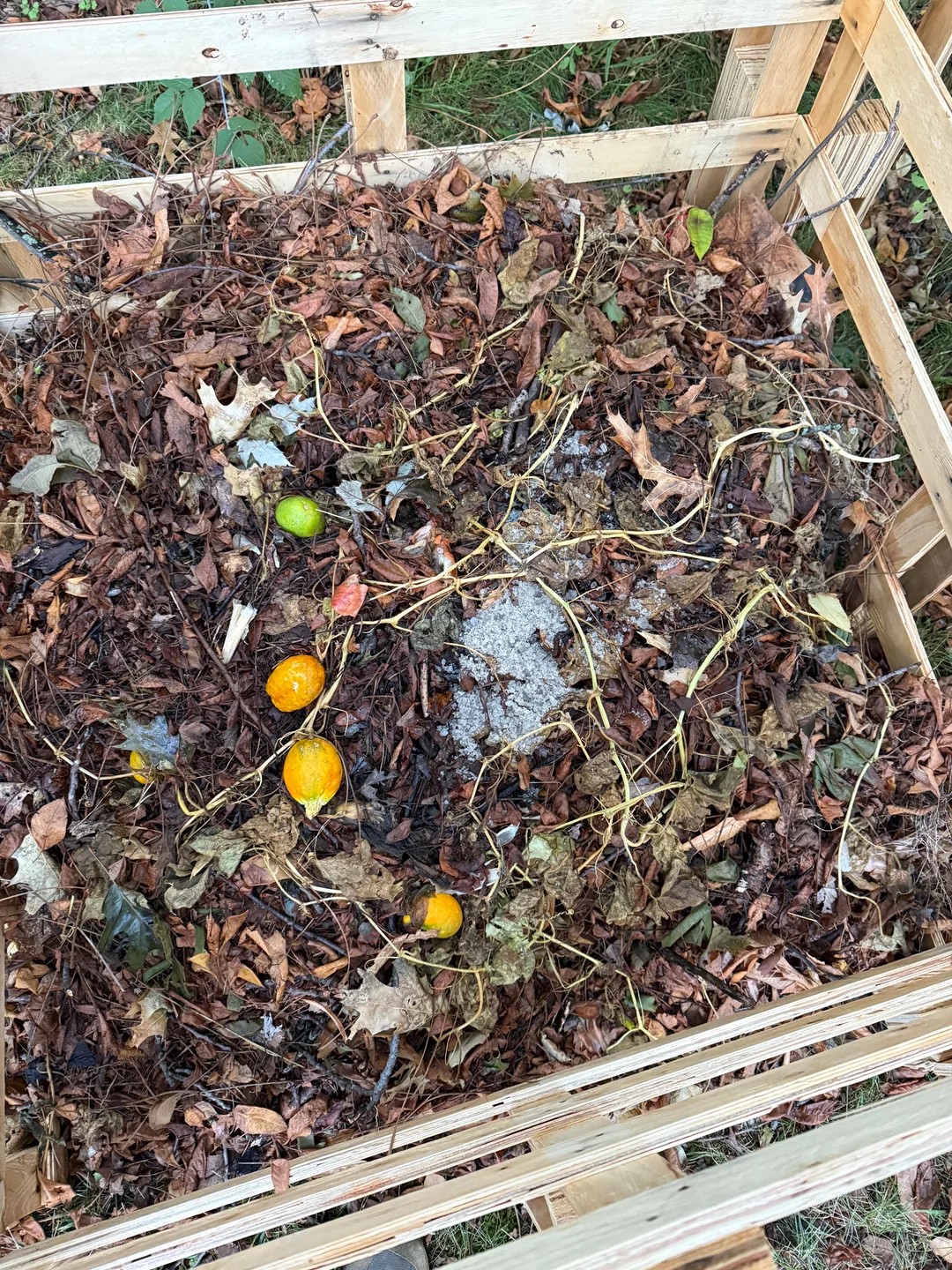 I don't know why my neighbor just threw road salt on my compost 😮‍💨
