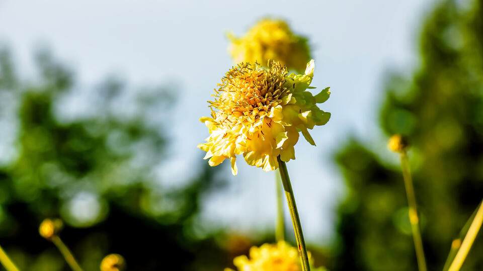 Add height and color with Giant Scabious