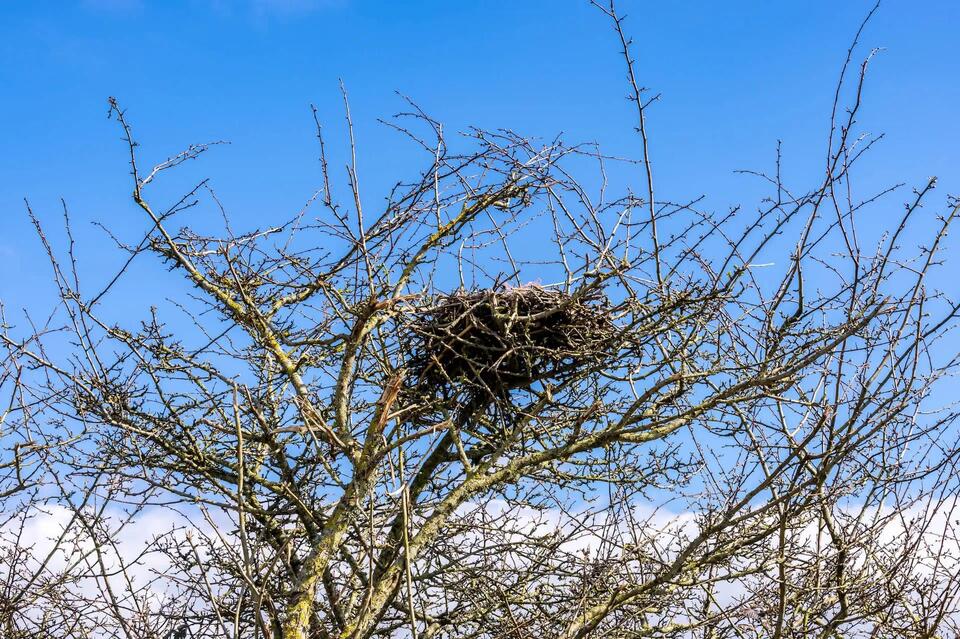 White-tailed eagles soar over England again