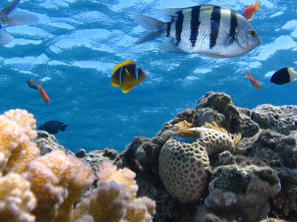 Ocean Currents Just Flipped—Here’s Why It Matters