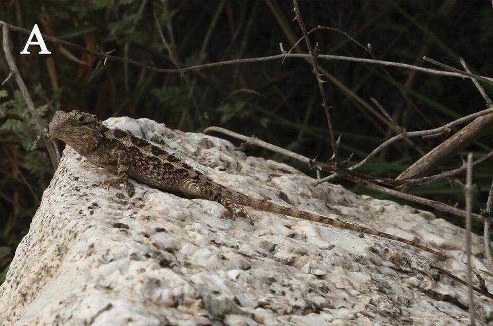 New Lizard Alert: Meet China’s Dadu Dragon!
