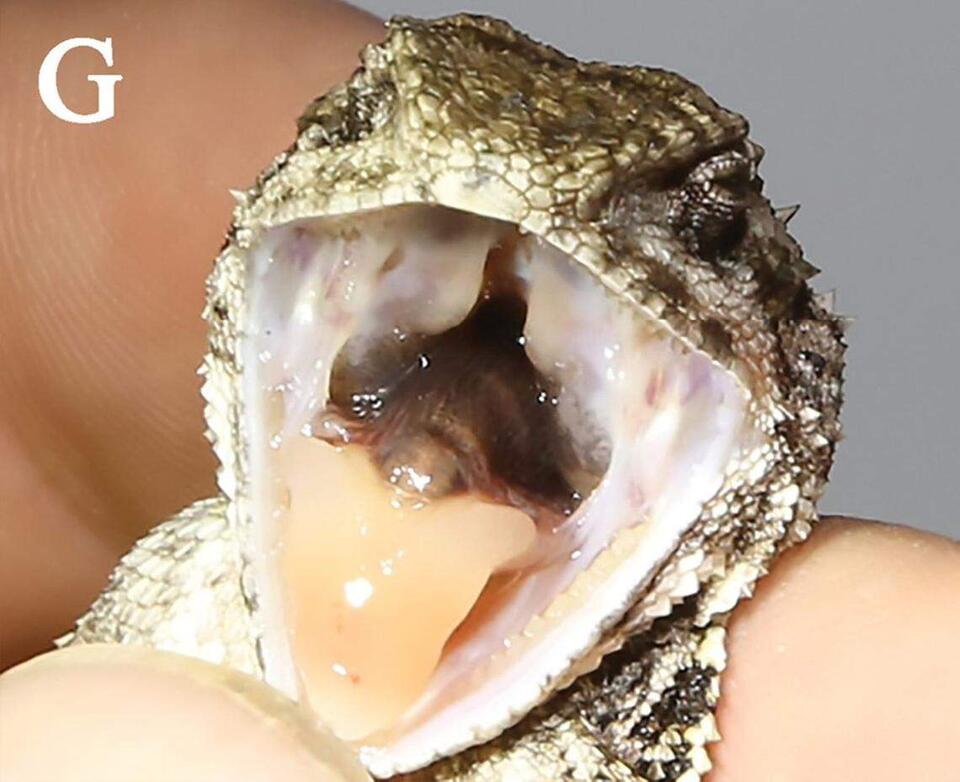 New Lizard Alert: Meet China’s Dadu Dragon!