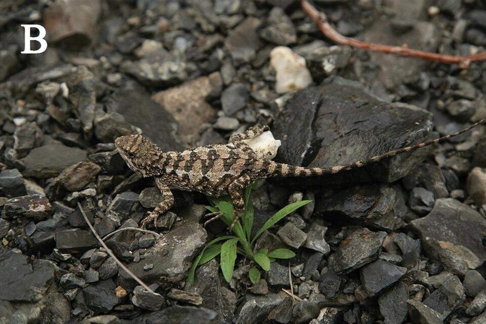 New Lizard Alert: Meet China’s Dadu Dragon!
