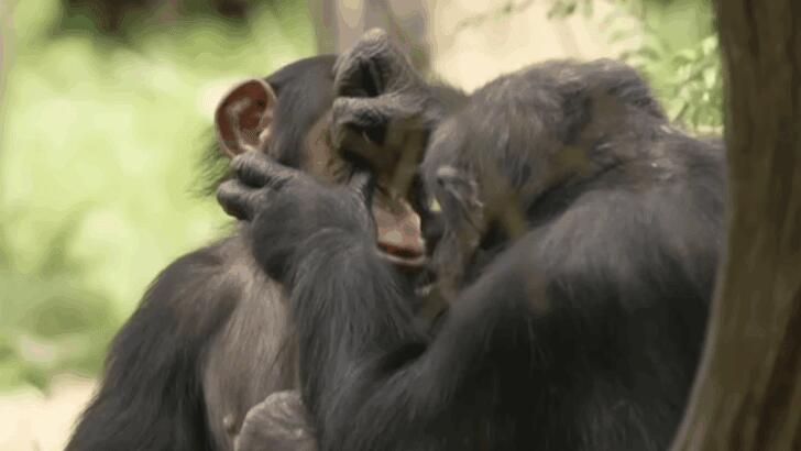 Chimps Have Their Own Medicine Cabinet?!