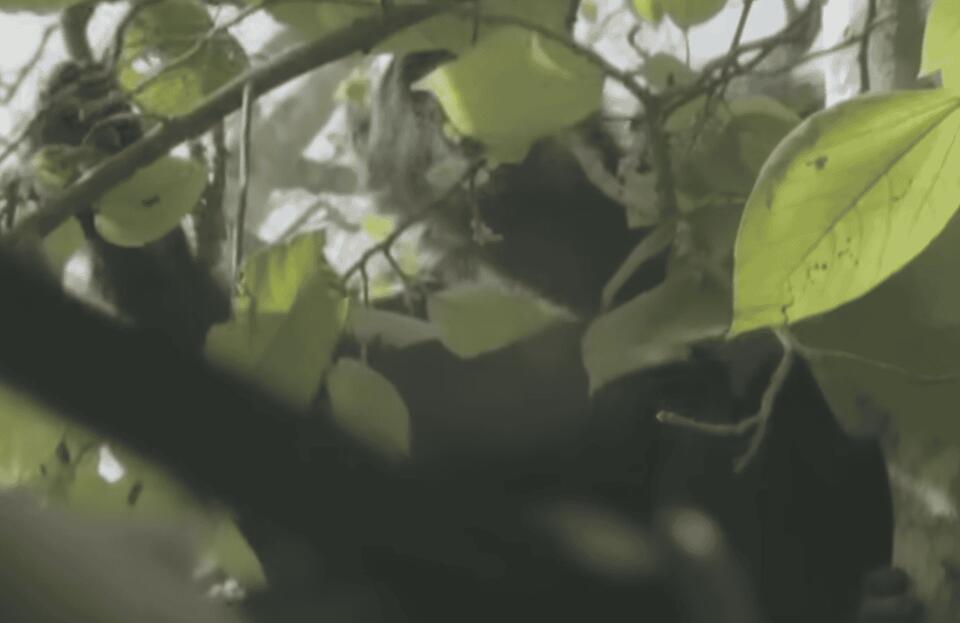 Chimps Have Their Own Medicine Cabinet?!