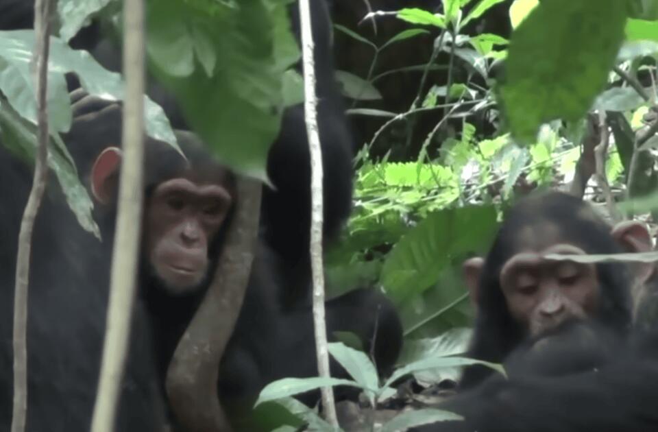 Chimps Have Their Own Medicine Cabinet?!