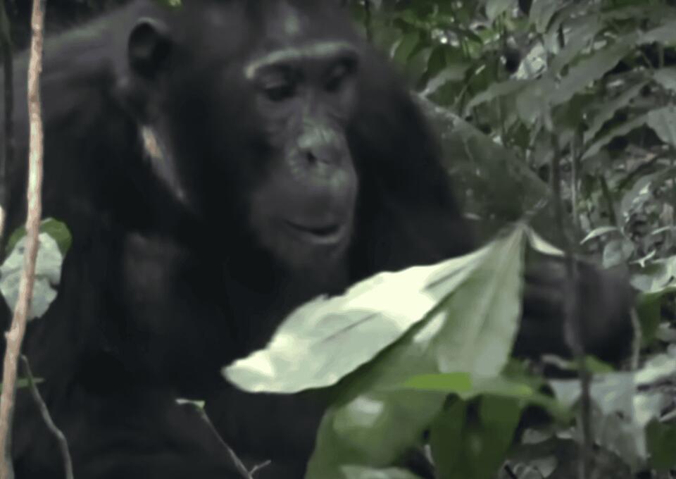 Chimps Have Their Own Medicine Cabinet?!