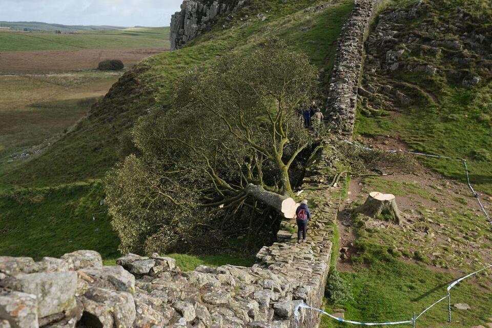Sycamore Gap tree’s true age revealed