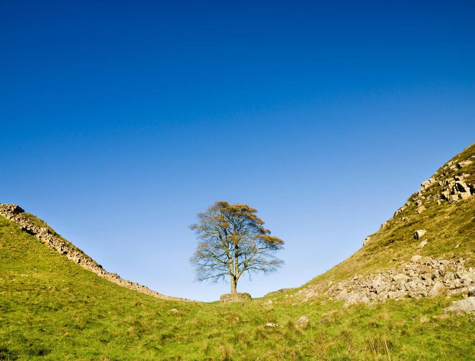 Sycamore Gap tree’s true age revealed