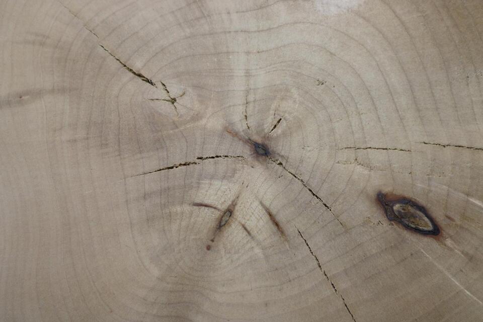 Sycamore Gap tree’s true age revealed