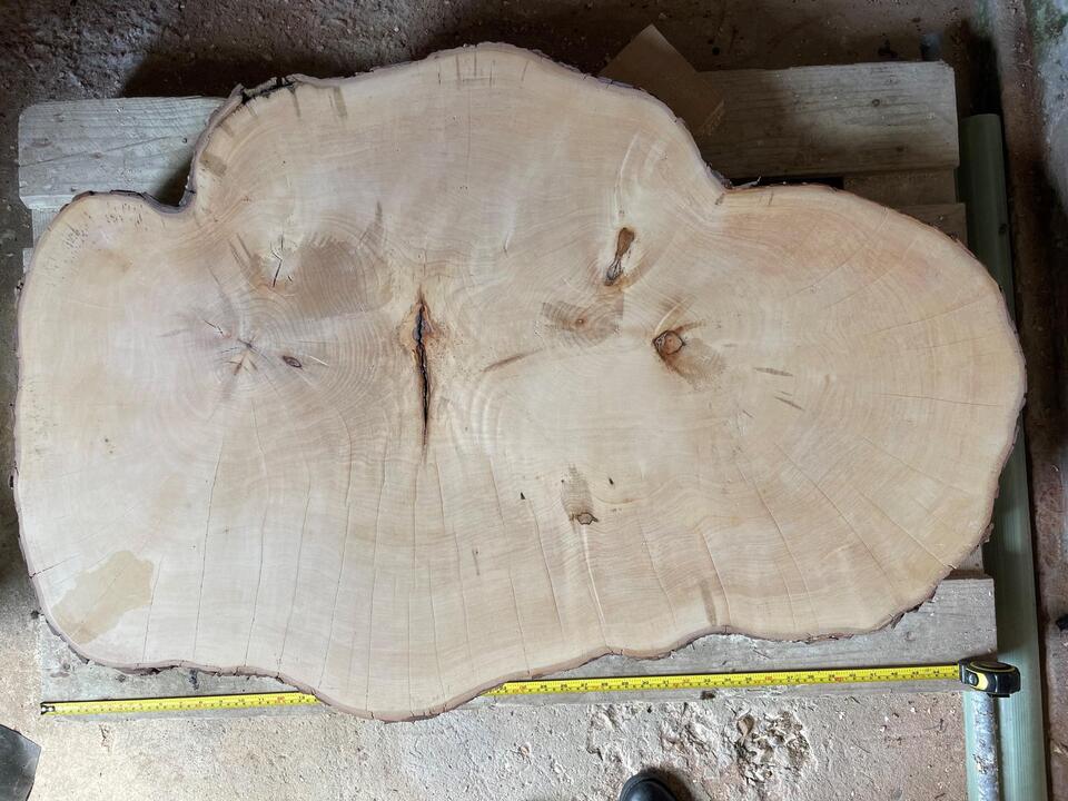 Sycamore Gap tree’s true age revealed