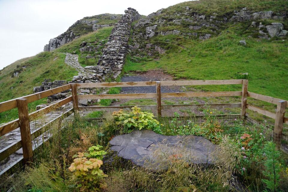 Sycamore Gap tree’s true age revealed after tragedy