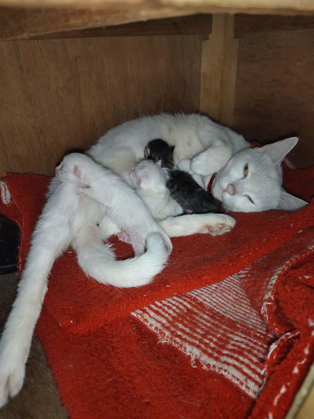 They don’t own any black or dark-coloured cats.