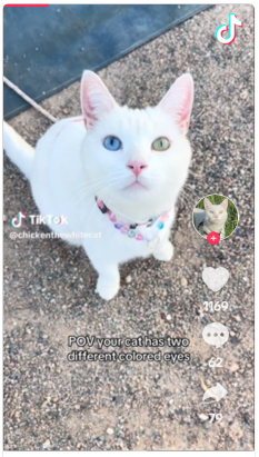 This Cat’s Eyes Are Literal Galaxies