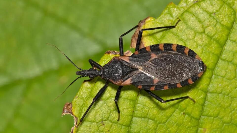 Chagas Disease: The ‘Kissing Bug’ Threat No One’s Talking About