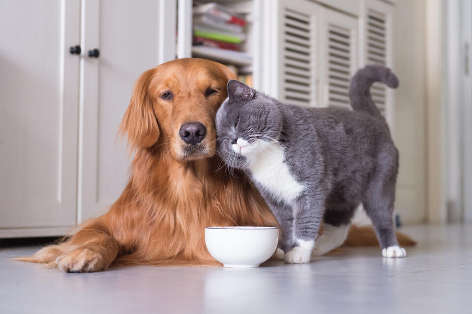 Pet Food Recall Alert: Check Your Freezer!