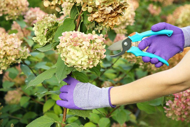 One September trick for bigger hydrangeas
