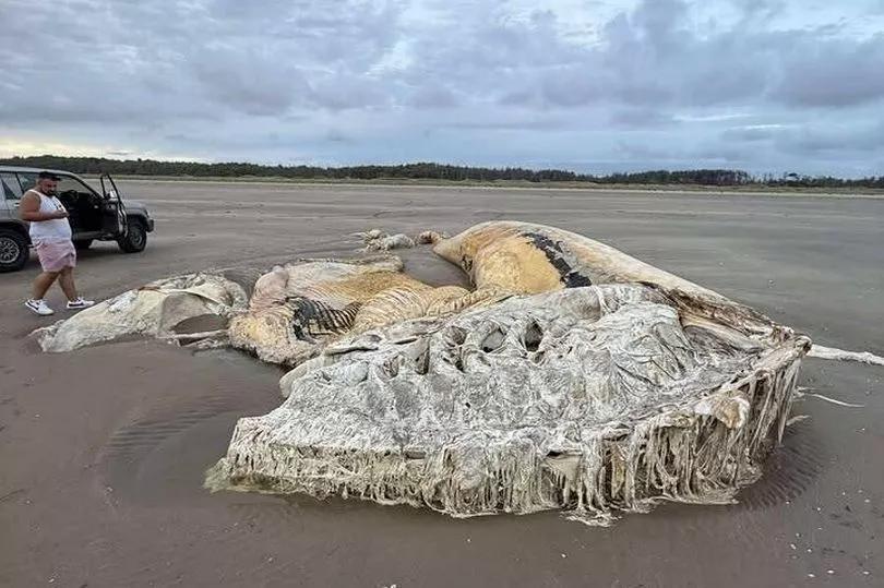 Giant Jellyfish Washes Up—Beachgoers Freak Out