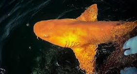 Orange Shark Sighting Has Fishermen Freaking Out