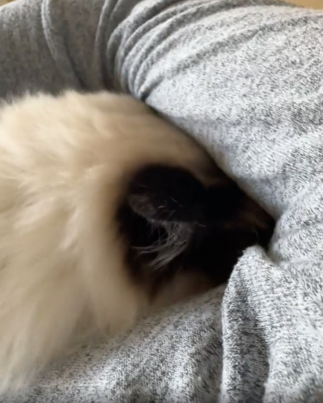 Why does cat want to live inside armpit?  