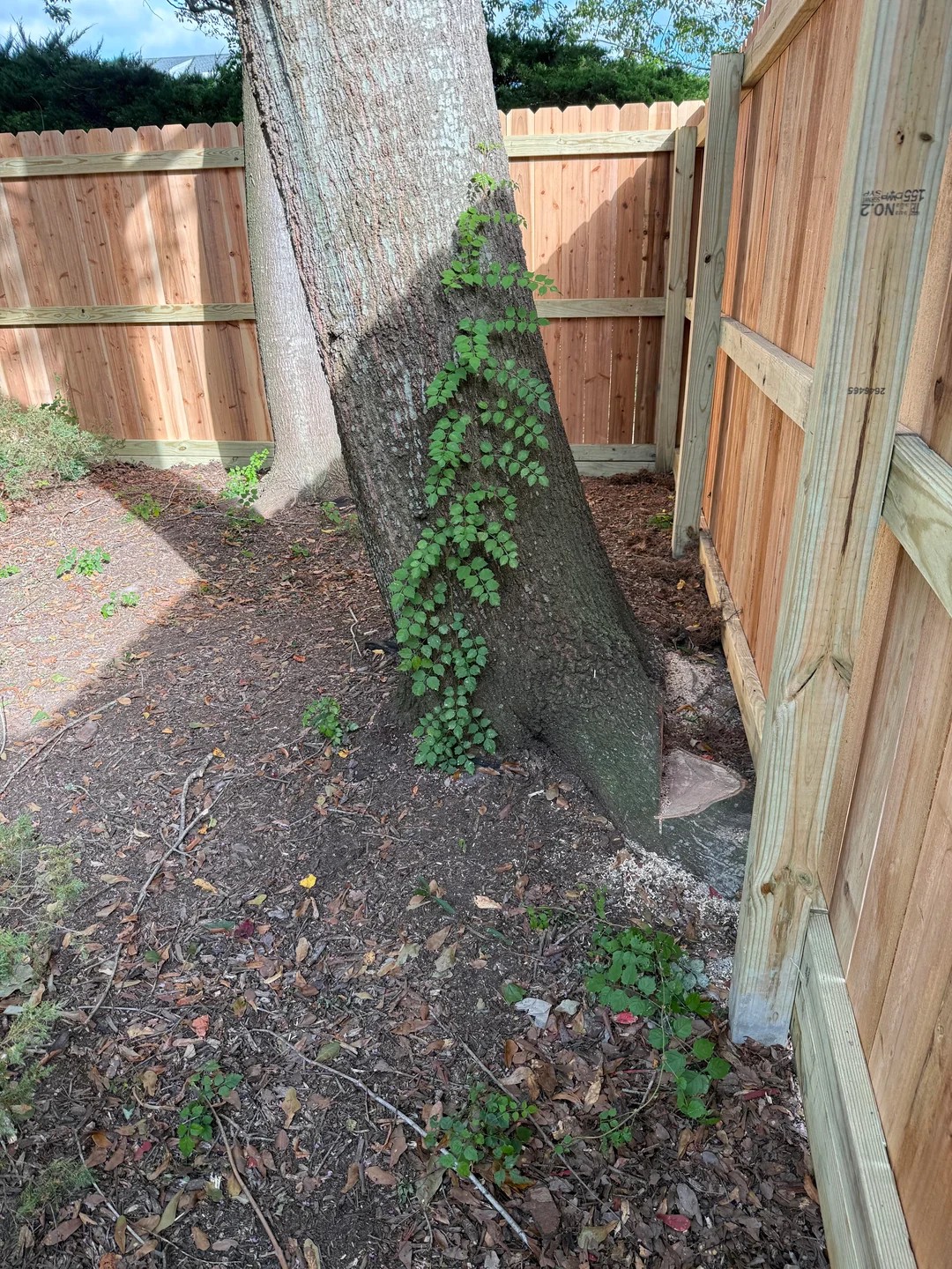 I told the contractors not to touch our tree. They cut it anyway. 😭