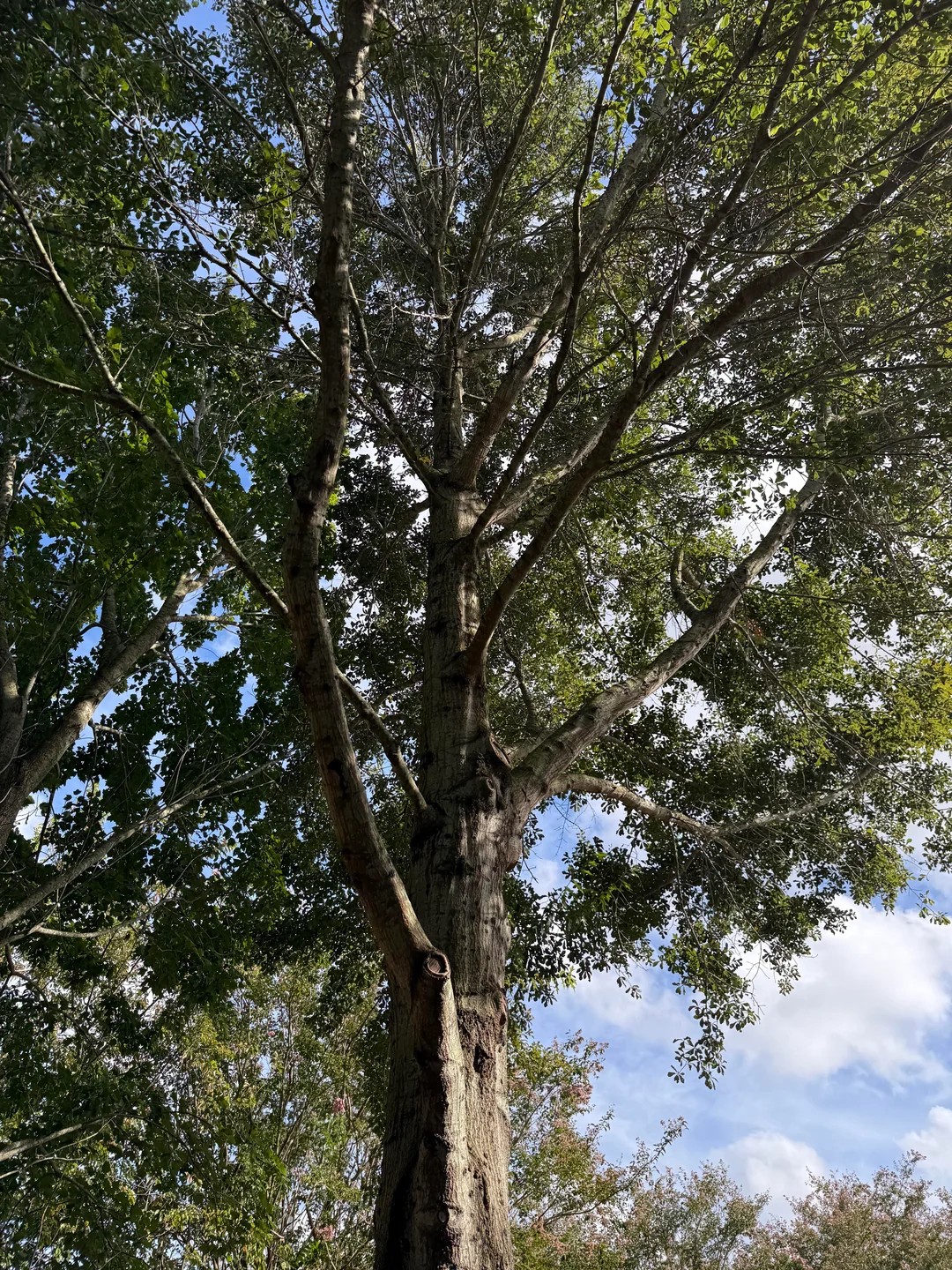 I told the contractors not to touch our tree. They cut it anyway. 😭