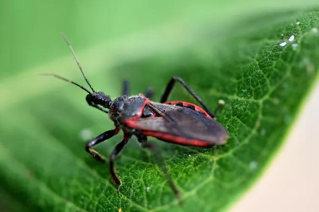 Kissing Bugs Are Spreading Chagas Disease!